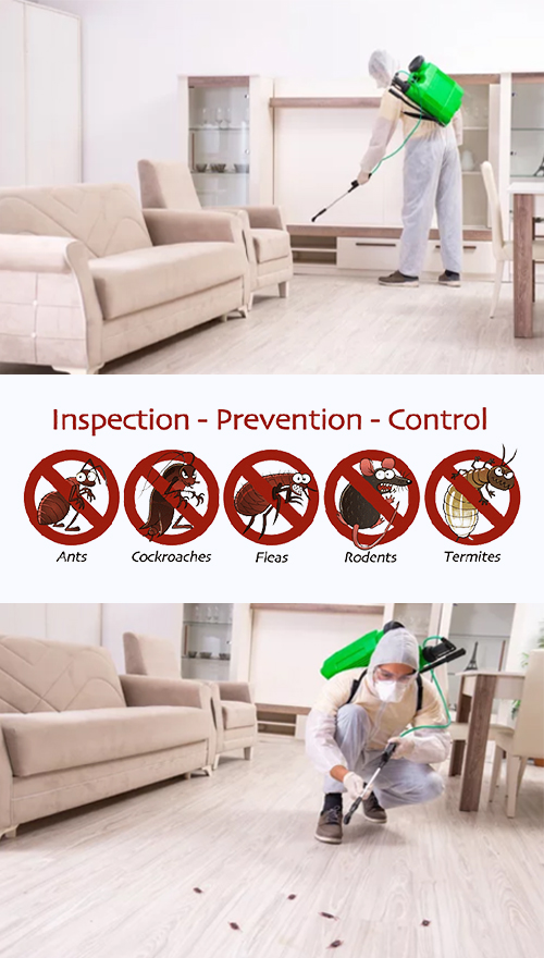 Rat removal in Roosevel