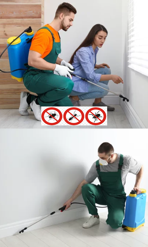 Pest Control in Nassau County, GoGreenExterminator  Nassau